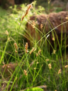 Carex_divisa