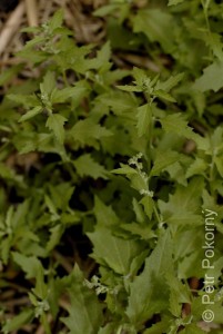 Chenopodium_ficifolium