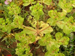Euphorbia_helioscopia