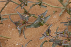 Euphorbia_retusa