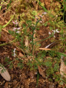 Fumaria_densiflora