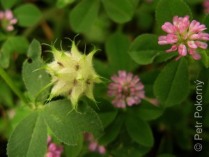Trifolium_resupinatum