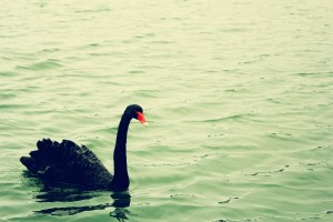 black-swan-1197675_1920